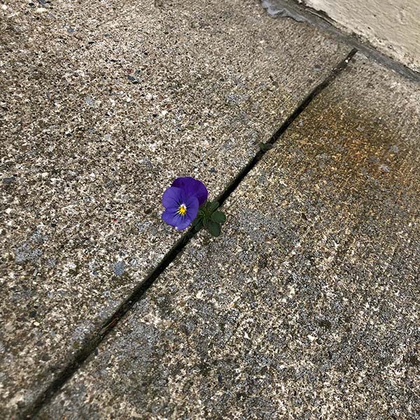 Flower growing in sidewalk in front of 6 Linden